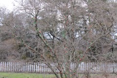 IMG_1320